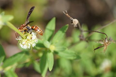Polistes dorsalis dorsalis