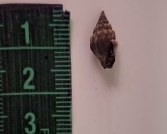 Anachis scalarina