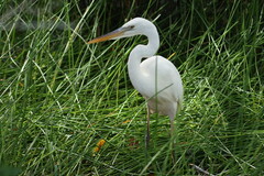 Ardea herodias occidentalis