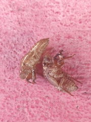 Cicadidae