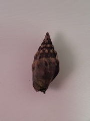 Anachis scalarina