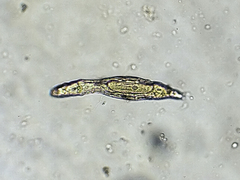 Habrotrochidae