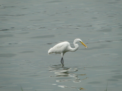Ardea alba