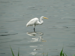 Ardea alba