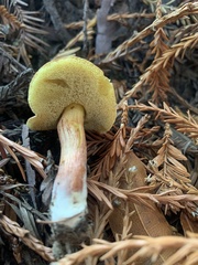 Xerocomellus diffractus