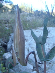 Asclepias elata