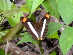 Adelpha iphiclus