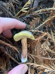 Xerocomellus diffractus