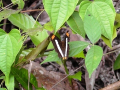 Adelpha iphiclus