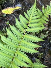 Dryopteris × australis