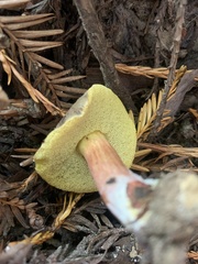 Xerocomellus diffractus