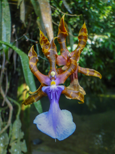 Miltonia clowesii, photograph 6