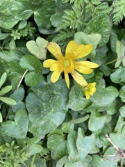 Ficaria verna