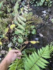 Dryopteris × australis