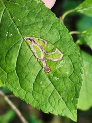 Phytomyza ilicis group