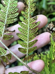 Dryopteris × australis