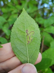 Phytomyza ilicis group