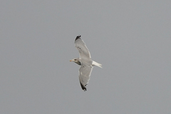 Larus argentatus