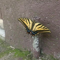 Papilio multicaudata multicaudata