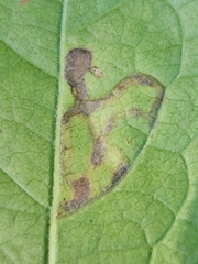 Phytomyza ilicis group