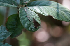 Asbolis capucinus