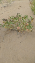 Tripterocalyx carneus