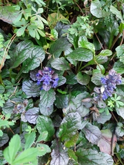 Ajuga