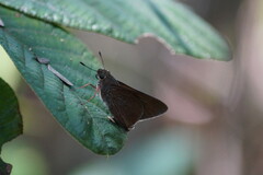 Asbolis capucinus