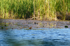 Gallinula chloropus meridionalis