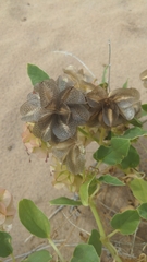 Tripterocalyx carneus