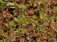Medicago minima