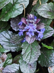Ajuga