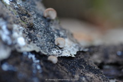 Crepidotus