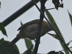 Hylophilus thoracicus