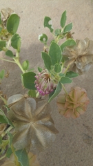 Tripterocalyx carneus