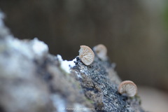 Crepidotus