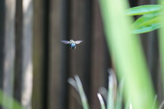 Xylocopa virginica krombeini