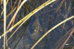 Lepisosteus platyrhincus