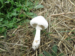 Leucoagaricus barssii