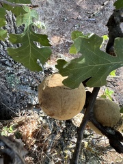 Andricus quercuscalifornicus