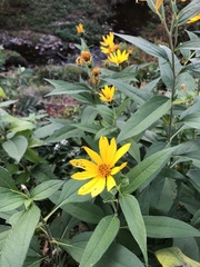 Helianthus strumosus