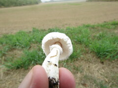 Leucoagaricus barssii