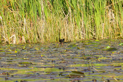 Zapornia flavirostra