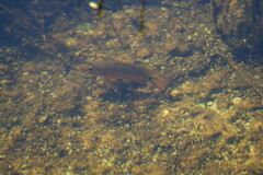 Mayaheros urophthalmus