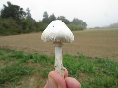 Leucoagaricus barssii