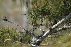 Setophaga palmarum palmarum