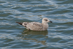 Larus argentatus