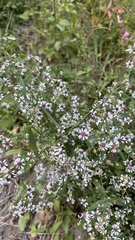 Symphyotrichum lateriflorum