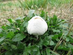 Leucoagaricus barssii