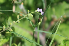 Homalodisca insolita